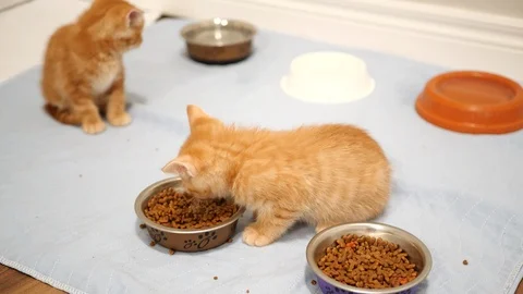 Tiny kittens eating kibble. Stock Footage 109434639