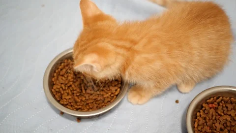 Tiny kittens eating kibble. Stock Footage 109434930