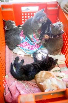 Tiny kittens find comfort in a plastic box, seeking comfort Stock Photos