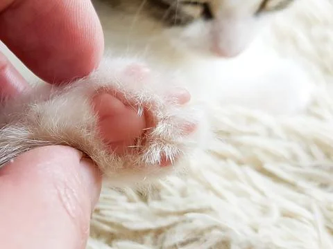 A tiny kitten's paw is held by a man's fingers. close-up. selective focus Stock Photos