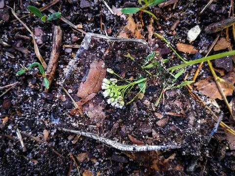 Tiny lacy white flower under a piece of glass. Stock Photos