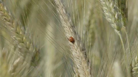 Tiny ladybird over wheat plant head 4K  slow-mo video Stock Footage 249018606