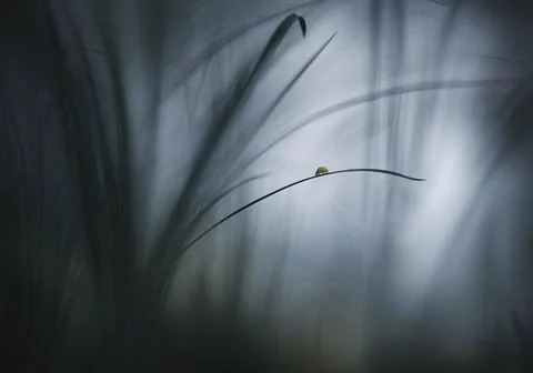 Tiny ladybug on a blade of grass in nature. 写真素材