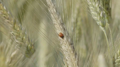 Tiny ladybug on common wheat ear 4K slomo footage Video stock 249840081