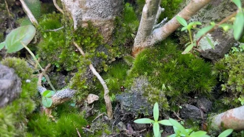 A Tiny Ladybug Crawling on Green Moss and Soil Near Tree Roots Stock Footage 340260047