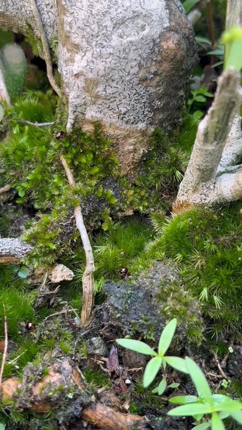 A Tiny Ladybug Crawling on Green Moss and Soil Near Tree Roots Stock Footage 340260071