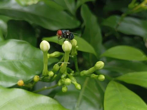 Tiny ladybug on delicate flower buds amidst lush greenery close up photo Stock Photos