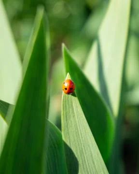 Tiny Ladybug on Grass Stock Photos