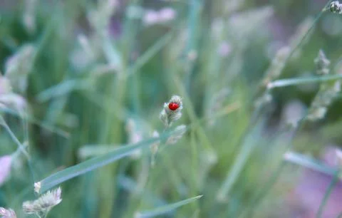 Tiny ladybug on the grass stood out thanks to it red color Stock Photos