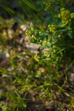 Tiny ladybug on green branch of spring plant in the forest Stock Photos