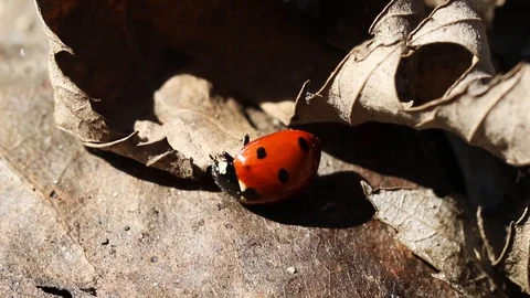 Tiny ladybug outside on a dry leaf. Red and Black polka dot lady bug beetle up c Stock Footage 88106732