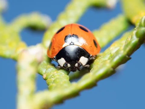 Tiny ladybug perches on green branch Stock Photos