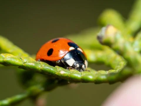 Tiny ladybug perches on green plant branch Stock Photos