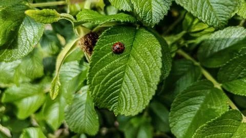 Tiny ladybug rests on a vibrant green leaf in the sunlight Stock Photos