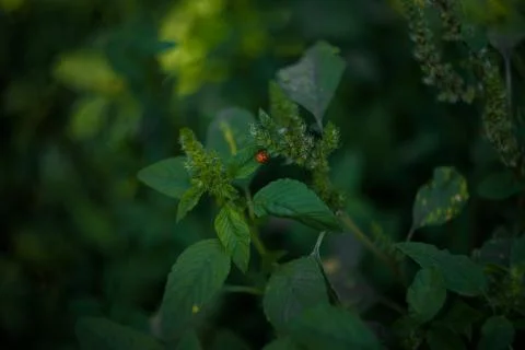Tiny ladybug sitting on green foliage at summer day, soft focused shot. Stock Photos