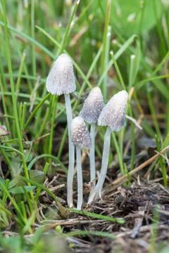 Tiny lawn mushrooms Stock Photos