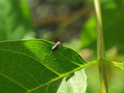 Tiny Leaf Beetle Resting on a Vibrant Green Leaf Edge Stock Photos