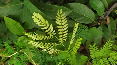 Tiny leaf branch of mimosa pudica or shameplant waving with wind blow. Stock Footage 137777457