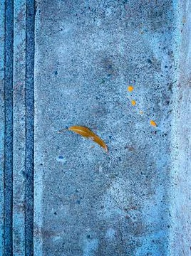 Tiny leaf on a concrete floor Stock Photos