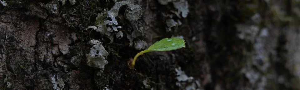 Tiny Leaf On A Dark Tree With Bark Detail Stock Photos