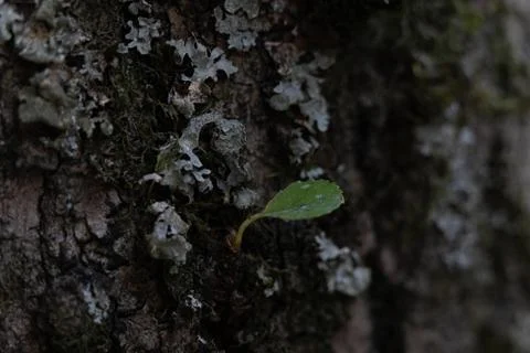 Tiny Leaf On A Dark Tree With Bark Detail Stock Photos