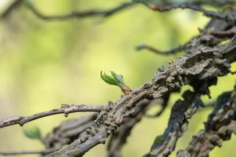 Tiny leaf emerges on textured bark Foto stock