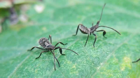Tiny Leaf Insects Crawling on Green Leaf Close Up Stock Footage 315196191