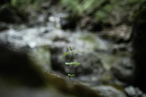 Tiny leaf with soft background and green shimmer Stock Photos