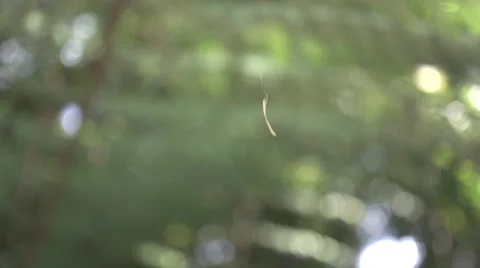 Tiny leaf stuck in a spider web Stock Footage 32684102