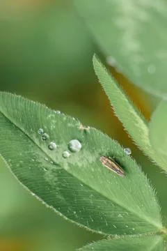 A tiny leafhopper besides some raindrops on a clover leaf, macrophotography s Stock Photos