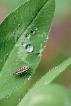 A tiny leafhopper besides some raindrops on a clover leaf, macrophotography s Stock Photos