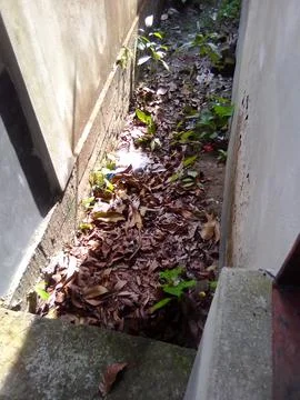 A tiny leafy road Stock Photos