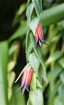 Tiny leaves and red flowers of Ceratostema Villosa, a rare tropical plant Stock Photos