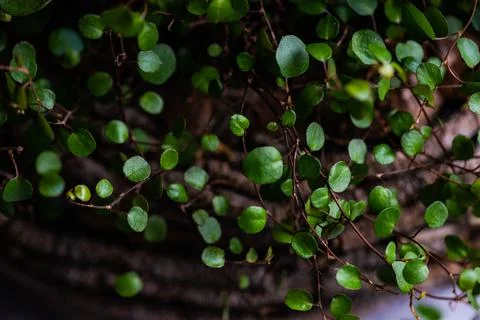 Tiny leaves as a natural background Stock Photos
