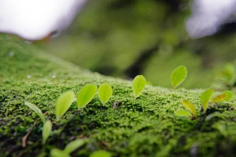 Tiny Leaves Sprouting in a Line on Moss Covered Fallen Log 스톡 사진