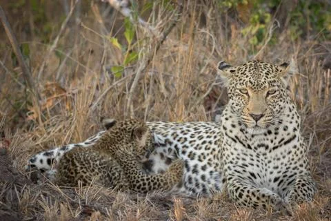 Tiny leopard cub suckling on mother. Stock Photos