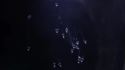 Tiny Leuckartiara octona jellyfish drift softly in the dark water, their small t 動画素材 291552664