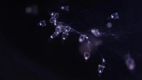 Tiny Leuckartiara ostova jellyfish cluster together in dark water, their translu 動画素材 291843009