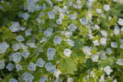 Tiny light blue Veronica flowers growing in a sunny spring meadow Stock Photos