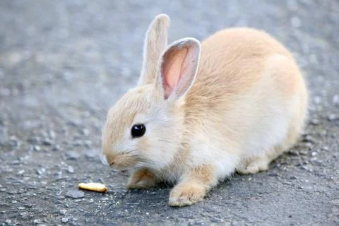 Tiny light brown Rabbit Stock Photos