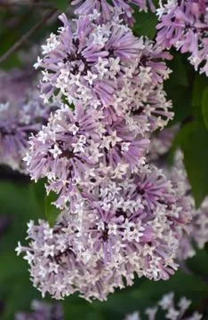 Tiny lilac blossoms Stock Photos