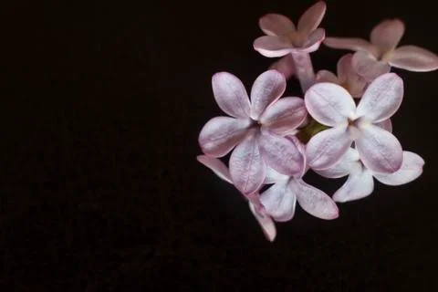Tiny lilac flower on black background macro photography Stock Photos