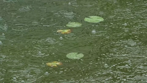 Tiny Lily Pads Floating on Dark Green Mossy Water Surface Stock Footage 340148894