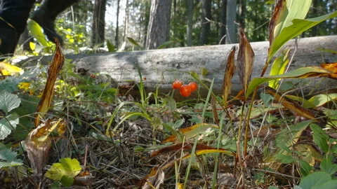 The tiny Lily of the valley plant in the forest in Estonia 動画素材 160787576