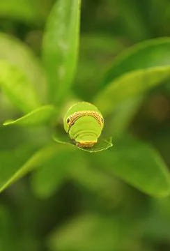 A Tiny Lime Swallowtail Caterpillar Resting on Vibrant Green Lime Tree Leaf Foto stock