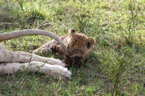 Tiny lion cub playing with his mother's tail Stock Photos