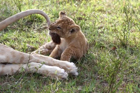 Tiny lion cub playing with his mother's tail Stock Photos