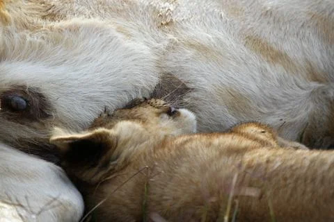 Tiny lion cub playing with his mother's tail Stock Photos
