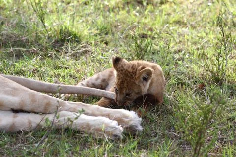Tiny lion cub playing with his mother's tail Stock Photos