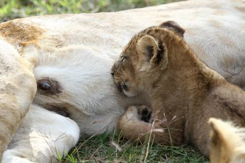 Tiny lion cub playing with his mother's tail Stock Photos